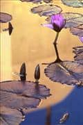 ABZ - Lily Pond Verticle